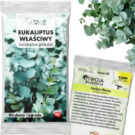eukaliptus-wlasciwy-nasiona-eucalyptus-globulus-do-domu-ogrodu-10-nasion