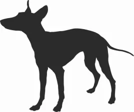 cirneco-dell-etna-naklejka-na-samochod-laptopa-telefon