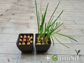 stymulator-do-warzyw-gumisil-trichoderma-rozsady-eko-nawoz-biologiczny-top