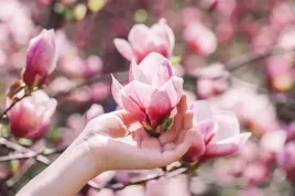 zestaw-2szt-nawoz-mineralny-do-magnolii-granulat-agrecol-12kg