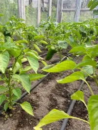 linia-kroplujaca-nawadnianie-kropelkowe-400m-waz-kropelkujacy-bardzo-mocny