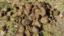 obornik-konski-100percent-ekologiczny-naturalny-pod-warzywa-20kg-60l