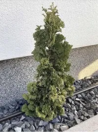 linia-kroplujaca-25m-20-elementow-nawadnianie-kropelkowe-waz-kropelkujacy