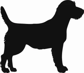 border-terrier-naklejka-na-samochod-laptopa-telefon