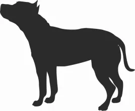 amerykanski-staffordshire-terrier-naklejka-na-samochod-laptopa-telefon