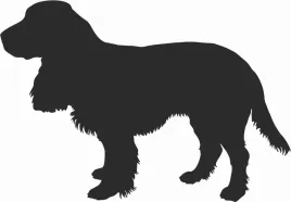 field-spaniel-naklejka-na-samochod-laptopa-telefon