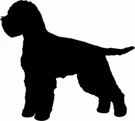 lagotto-naklejka-na-samochod-laptopa-telefon