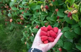 linia-kroplujaca-z-kompensacja-nawadnianie-kropelkowe-50m-56el-mocny-waz