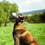 dodatkowa-obroza-dogtrace-d-control-professional-zastosowanie-trening-uniwersalny