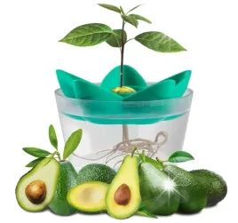 zestaw-do-uprawy-awokado-miska-na-nasiona-donica