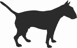 bull-terier-naklejka-na-samochod-laptopa-telefon