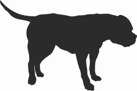 buldog-amerykanski-naklejka-na-samochod-laptopa-telefon