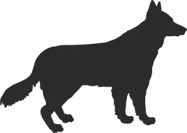 bialy-owczarek-szwajcarski-naklejka-na-samochod-laptopa-telefon