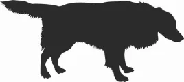 border-collie-naklejka-na-samochod-laptopa-telefon