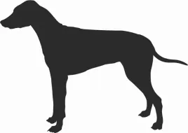 rhodesian-ridgeback-naklejka-na-samochod-laptopa-telefon