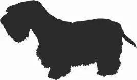sealyham-terrier-naklejka-na-samochod-laptopa-telefon