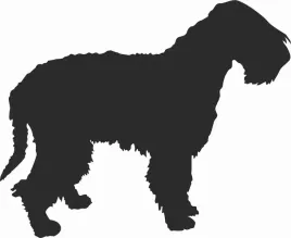 wheaten-terrier-naklejka-na-samochod-laptopa-telefon