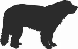 leonberger-naklejka-na-samochod-laptopa-telefon