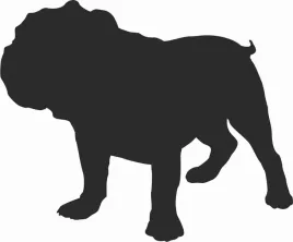 buldog-angielski-naklejka-na-samochod-laptopa-telefon