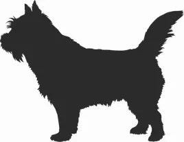 norwich-terrier-naklejka-na-samochod-laptopa-telefon