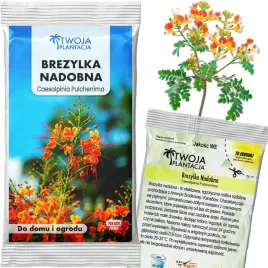 nasiona-brezylki-nadobnej-c-pulcherrima-drzewo-rajskich-ptakow-5-nasion