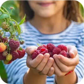 nawoz-wiosenny-letni-pod-winogrona-winorosla-maliny-porzeczki-agrest