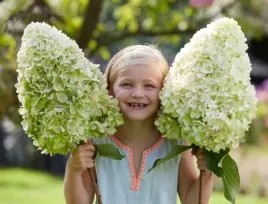 gigantyczne-kwiaty-sztywne-pedy-hortensja-hercules