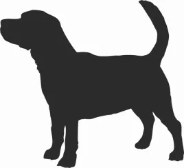 beagle-naklejka-na-samochod-laptopa-telefon