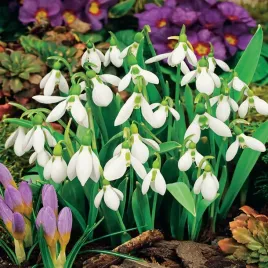 galanthus-sniezyczka-5szt-przebisnieg-cebulki-kwiatowe-bialo-zielone-kwiaty