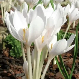 colchicum-zimowit-jesienny-album-bialy-1-szt-zimowity-cebulki-pieknosc