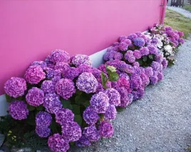 powtarzajaca-kwitnienie-odporna-hortensja-bodensee