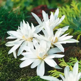 colchicum-zimowit-bialy-alboplenum-alba-1-szt-zimowity-cebulki-pieknosc