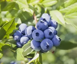 mykoryza-nawoz-do-borowek-i-roslin-wrzosowatych