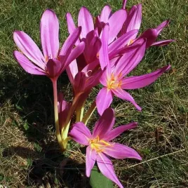 colchicum-zimowit-polski-lilac-wonder-1szt-bulwa-zdrowa-cebulka