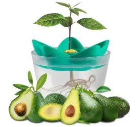 zestaw-do-uprawy-awokado-miska-na-nasiona-donica