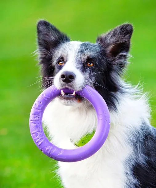 puller-aport-trening-uniwersalny-wielkosc-psa-rasy-srednie-10-25-kg