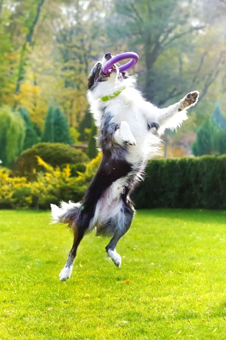 puller-aport-trening-uniwersalny-marka-puller