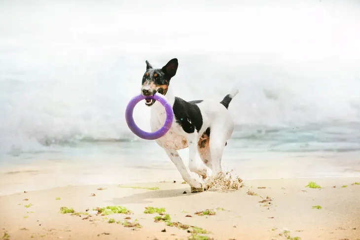 puller-aport-trening-uniwersalny-nazwa-handlowa-puller-midi-o195cm-atrybut-treningowy-dla-psow