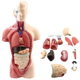 anatomiczny-model-ludzkiego-tulowia-z-odpinanymi-czesciami-czlowieka-28cm