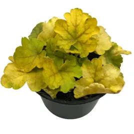 zurawka-limonkowa-heuchera-sadzonka-w-doniczce-bylina-zimujaca-do-ogrodu