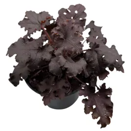 zurawka-sadzonka-w-doniczce-bylina-bordowe-liscie-kwinaca-zimujaca