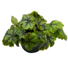 zurawka-sadzonka-w-doniczce-kwitnaca-na-rozowo-kolorowe-liscie-zimujaca