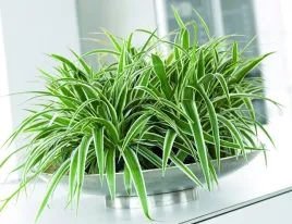 zielistka-sadzonka-w-doniczce-dwukolorowa-chlorophytum-oczyszcza-powietrze