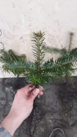 jodla-kaukaska-12-20cm-3lat-sadzonki-na-plantacje