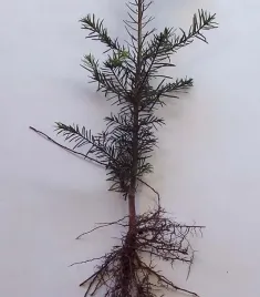 jodla-olbrzymia-abies-grandis-3lat-20-40cm