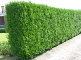 thuja-tuja-brabant-30-60cm-100sztuk-super-zywoplot