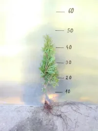 thuja-tuja-brabant-30-60cm-super-gesty-zywoplot