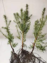 daglezja-zielona-jedlica-80-120cm-super-sadzonki