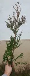 thuja-tuja-brabant-30-60cm-100sztuk-super-zywoplot