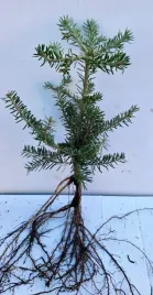 jodla-koreanska-niebieskie-szyszki-20-40-cm-abies-koreana